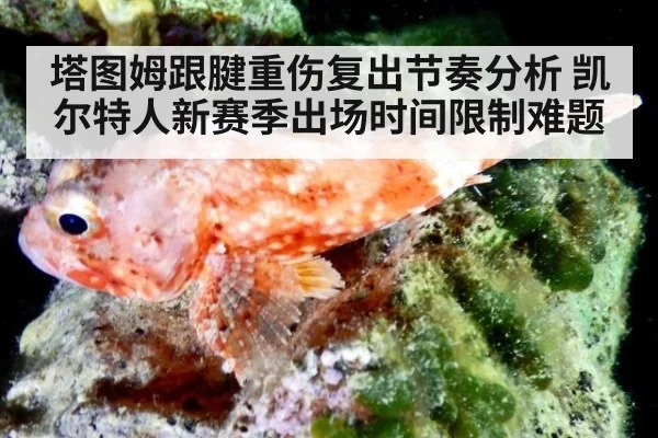 塔图姆跟腱重伤复出节奏分析 凯尔特人新赛季出场时间限制难题